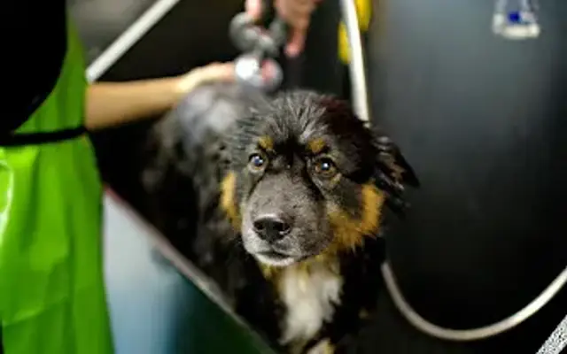 Dirty Dog- Grooming + Self Serve Dog Wash + Boarding + Daycare in Austin, TX