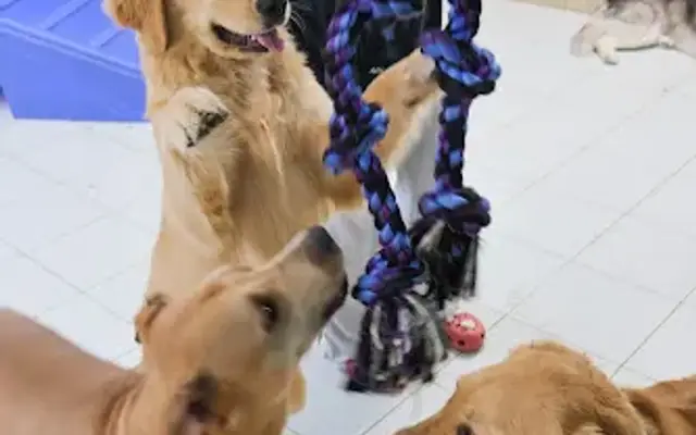 Doggies Gone Wild in Miami, FL
