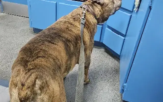 Spring Lake Animal Hospital in Conyers, GA