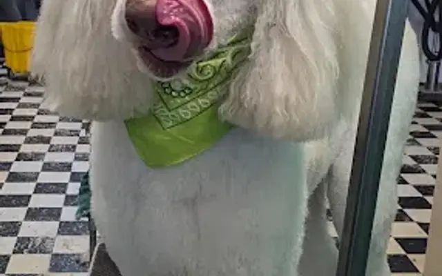 Tee’s Hound Lounge (Grooming & Boarding) in Houston, TX
