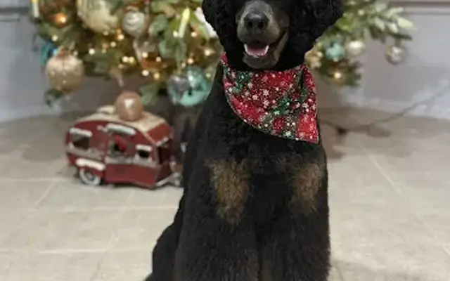 Frosted Paws Luxury Mobile Grooming in Gatesville, TX