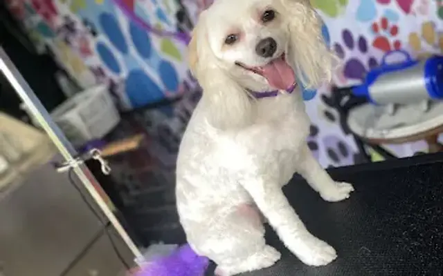 Taylor-Made pet groomery in San Diego, CA
