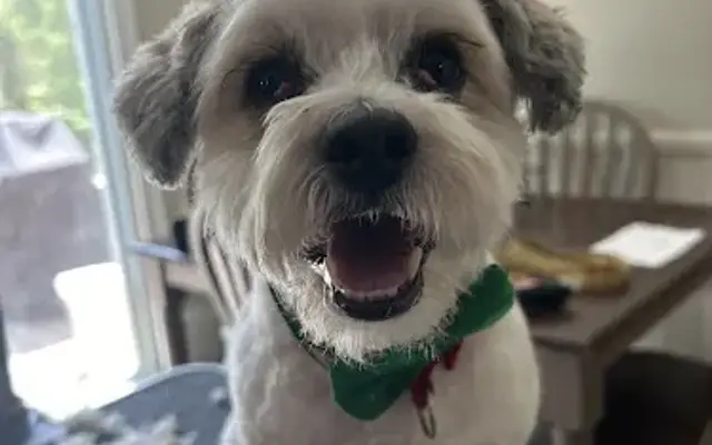 Top Knotch Traveling Pet Grooming in Rochester, NH