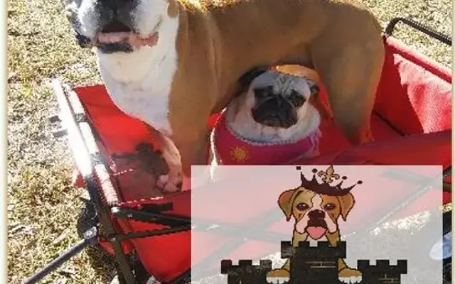 The Canine Castle LLC (of Alvin, Texas) in Alvin, TX