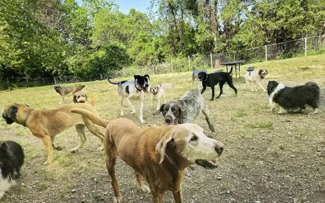 The K-9 Collective in Roanoke, VA