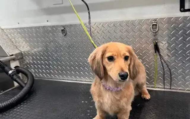 Pet Grooming Katy Tx by Pets Tx in Houston, TX