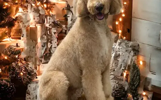 Crown and Collar Dog Grooming & Spa in Thomaston, CT
