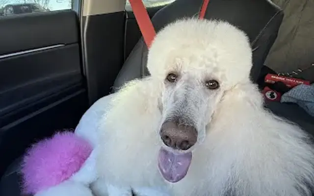 Whiskers Nails & Puppy Dog Tails in Shelby, NC