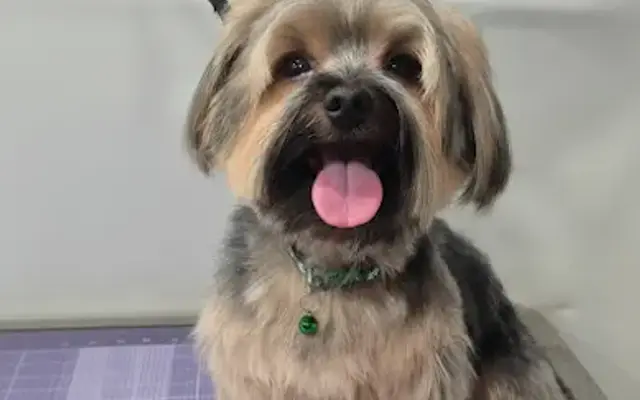 Alpha Grooming Pet Salon in Union City, CA