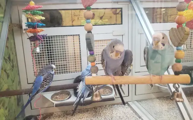 PetSmart Grooming in San Antonio, TX