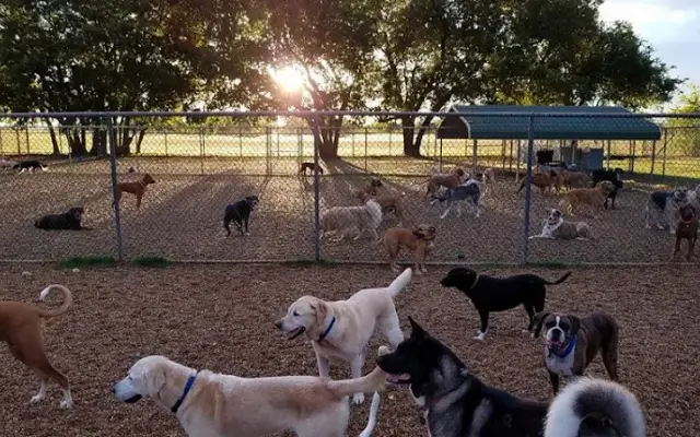 JD Kennels Camp David for Dogs and Cats in Royse City, TX