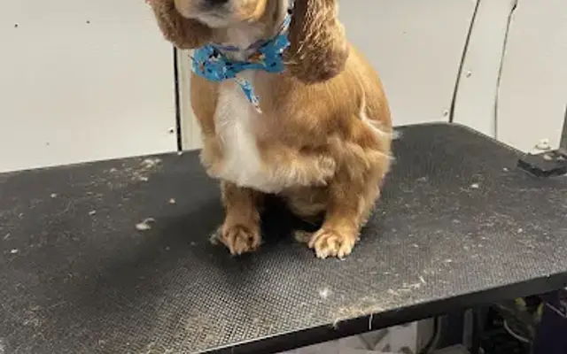 C&D PawsOnTheGo mobile grooming in Stockton, CA