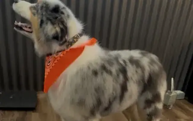 Scruff to Fluff Dog Grooming in Kaysville, UT