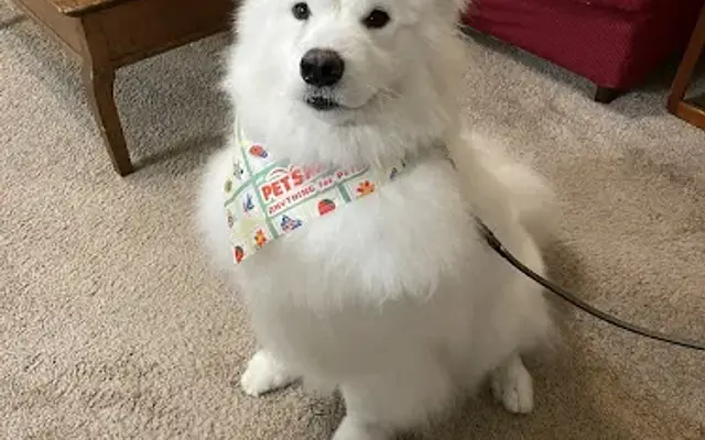 PetSmart Grooming in Fayetteville, GA