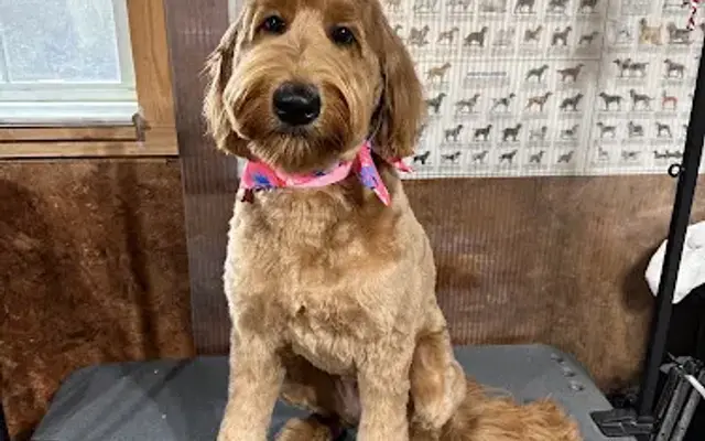 Pet Perfection LLC in Rock Hill, SC