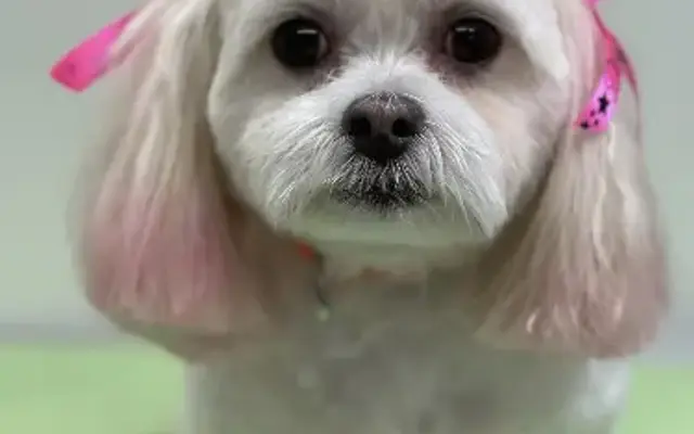 Barker Mobile Pet Spa in Eldersburg, MD