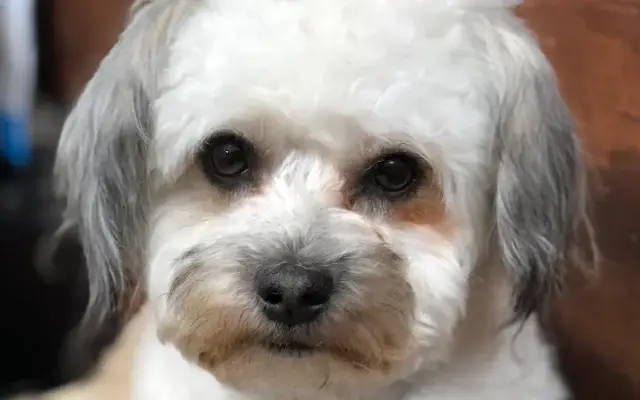 Jennys Dog Grooming in Panorama City, CA