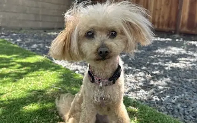 Shear Canine in Brentwood, CA