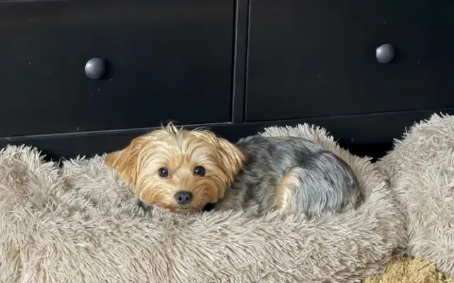 Ruff Life Grooming LLC in La Quinta, CA