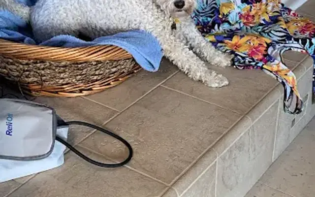 Yucaipa Animal Hospital in Yucaipa, CA