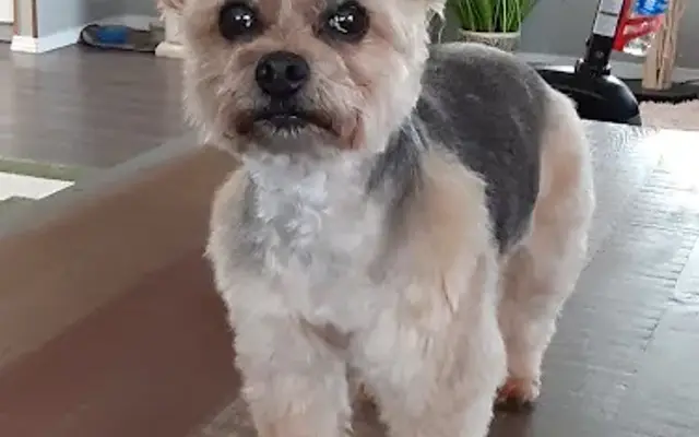 Linda’s Pet Grooming in Florence, OR