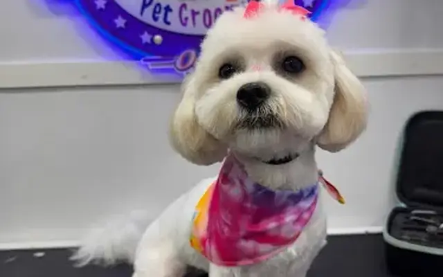 Buddy Mobile Pet Grooming of Central Florida in Winter Garden, FL