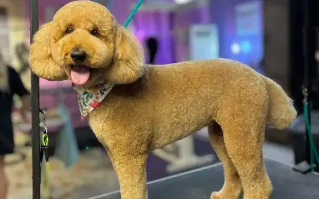 Bubbles N Cuddles Grooming Salon in Fort Worth, TX