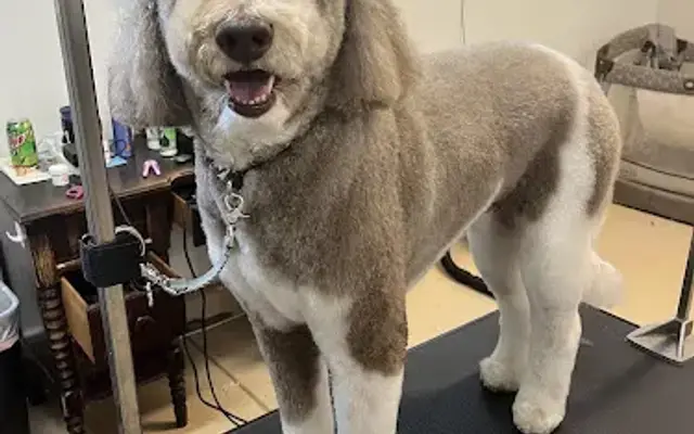 Hott Toddies Pet Grooming in Centreville, MD