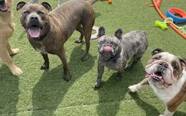 Oceanview Kennels in Revere, MA