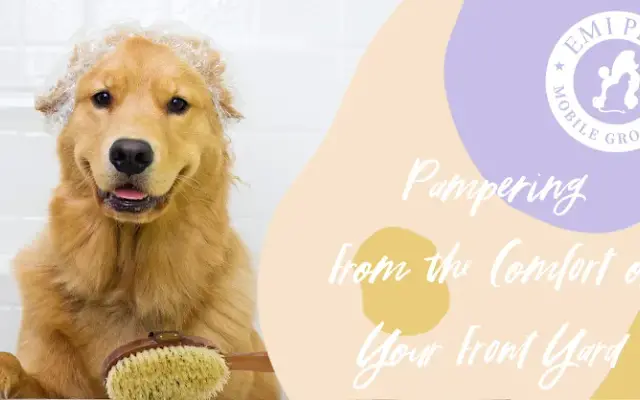 Emi Pet Mobile Grooming | Columbus in Columbus, OH