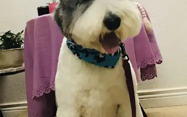Pet Grooming in Granbury, TX