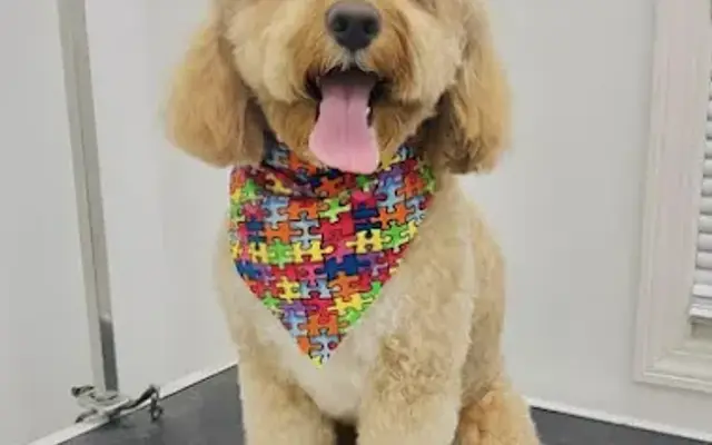 Marina The Groomer in Chesterfield, NJ