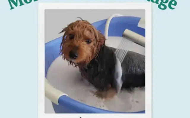 Little Paws Services in Fountain Valley, CA