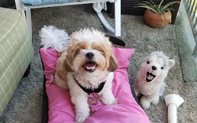 Dazzling Pup in San Gabriel, CA