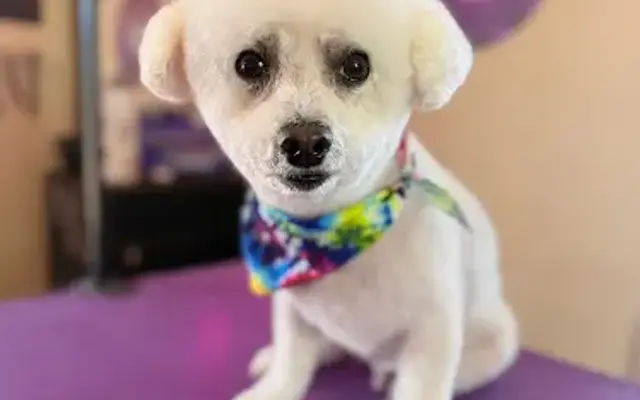 Teacup Grooming in Nashville, TN