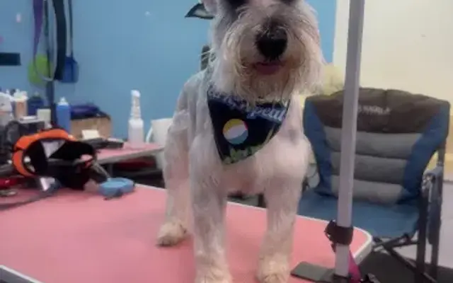 Whiskers & Blades Grooming in Hope, AR