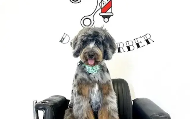 Orange County Dog Barber in San Juan Capistrano, CA