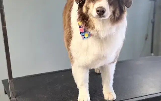 Nails and Tails Dog Grooming in Idaho Falls, ID