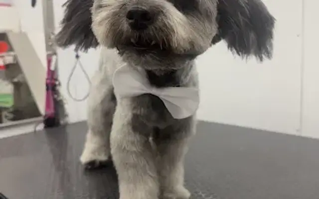 Scruffy Bubbles Mobile Grooming in East Los Angeles, CA