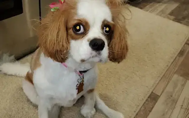 Doggie Style Grooming Salon in Ringwood, IL