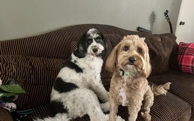 Jamie's Pin-up pups in Claremont, CA