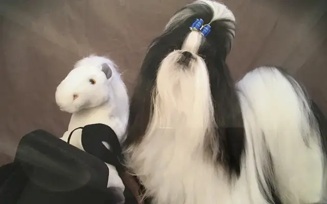 Patty's Grooming Room in Greenville, TX