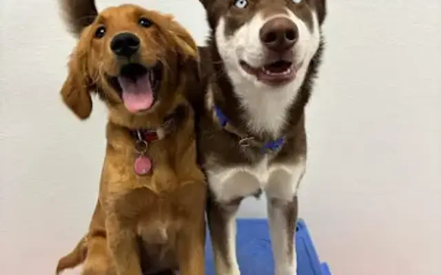 Playful Pups Retreat in Elizabethtown, PA