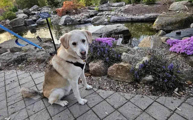 Designer Dog in Wooster, OH