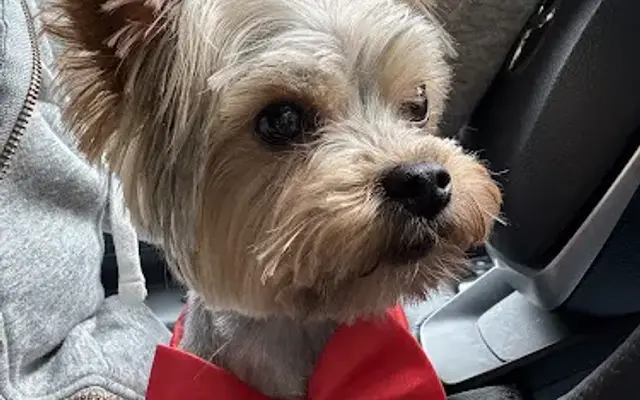 Grooming by Kat, Maine in Manchester, ME