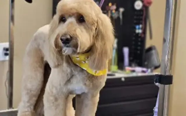 T's Groom Room in Silverton, OR