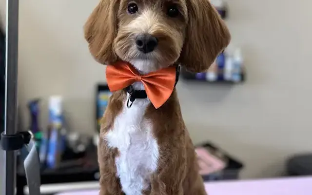 Fresh Purrspective Pet Grooming in Boise, ID