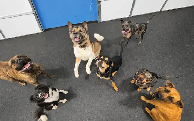 K9 Konnect Club in Mabelvale, AR