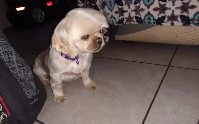 Endless PaWssibilties in Tucson, AZ