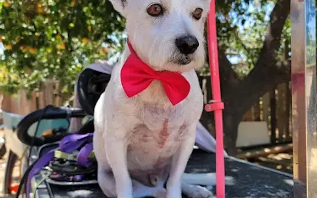 4 Legged Luv and Belly Rubs Mobile Grooming in North Hollywood, CA